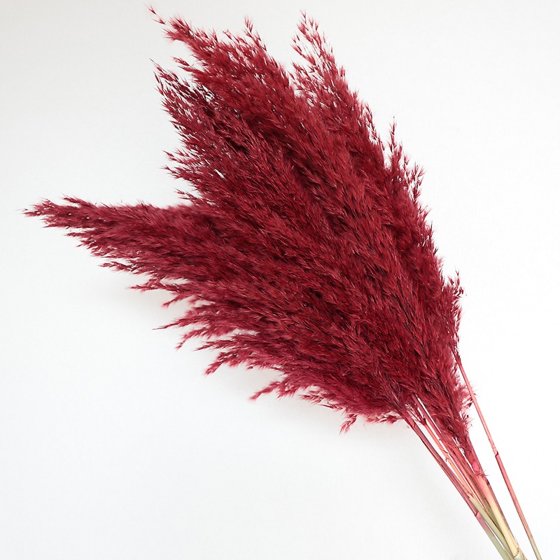 10Pcs Colorful Natural Reeds P - Pampas Grass Decor 评论和价格
